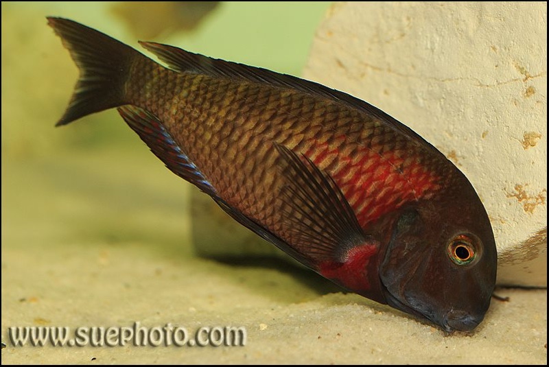 Tropheus sp. 'red' Kiku